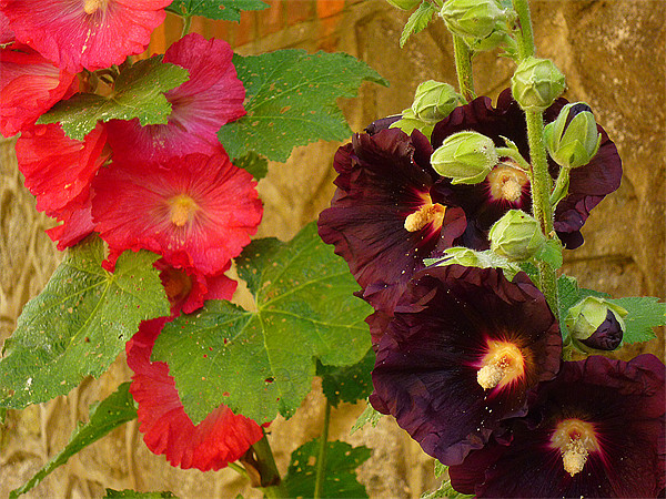 Hollyhocks Picture Board by Antoinette B