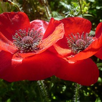 Buy canvas prints of Red Poppies by Antoinette B
