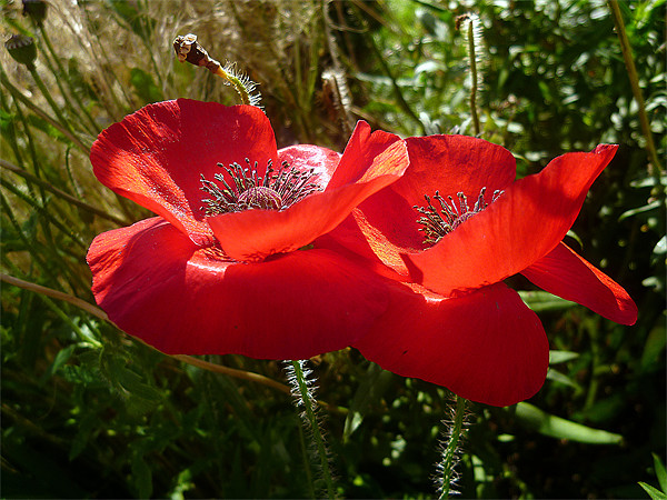 Red Poppies Picture Board by Antoinette B