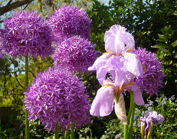 Purple Allium Giganteum & Irises Picture Board by Antoinette B