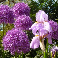 Buy canvas prints of Purple Allium Giganteum & Irises by Antoinette B