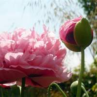 Buy canvas prints of Pink Oriental Poppy by Antoinette B