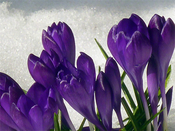 Purple  Snowdrops Picture Board by Antoinette B