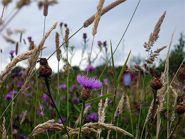 Wild flowers in a meadow Picture Board by Antoinette B