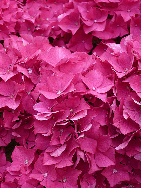 Hydrangea Petals Picture Board by Antoinette B