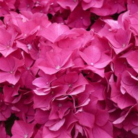 Buy canvas prints of Hydrangea Petals by Antoinette B