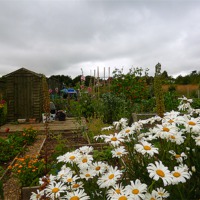 Buy canvas prints of The Allotments In August by Antoinette B
