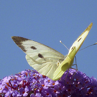 Buy canvas prints of Large White Butterfly by Antoinette B