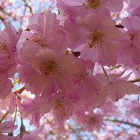 Buy canvas prints of Cherry Blossoms by Antoinette B