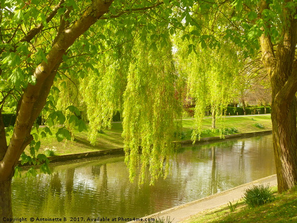 Willow Trees In Spring  Picture Board by Antoinette B
