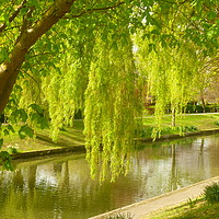 Buy canvas prints of Willow Trees In Spring  by Antoinette B