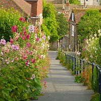 Buy canvas prints of Hollyhocks on Church Hill by Antoinette B