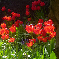 Buy canvas prints of Tulips in the Spring Sunshine  by Antoinette B