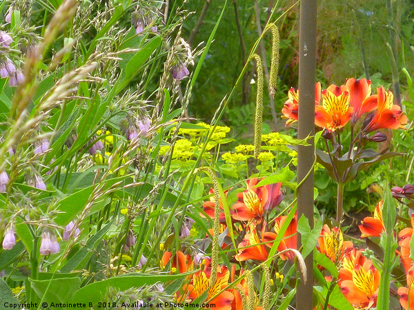 Alstroemeria - Peruvian Lilies in a wild garden Picture Board by Antoinette B
