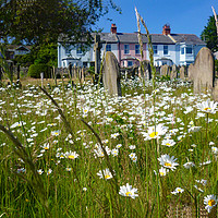 Buy canvas prints of Wild flowers in a churchyard by Antoinette B