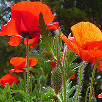 Buy canvas prints of Wild Poppies  by Antoinette B