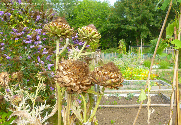 Artichokes seed heads in an allotment  Picture Board by Antoinette B