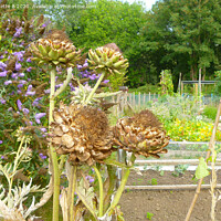 Buy canvas prints of Artichokes seed heads in an allotment  by Antoinette B