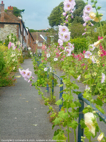 Hollyhocks on Church Hill Hythe  Picture Board by Antoinette B