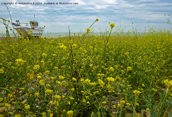 Wild rapeseed by the seashore  Picture Board by Antoinette B