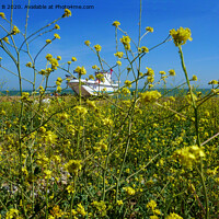 Buy canvas prints of Wild rapeseed by the seashore @Hythe  by Antoinette B