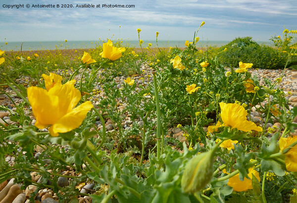 Yellow Horned Poppies  Picture Board by Antoinette B