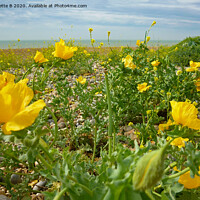 Buy canvas prints of Yellow Horned Poppies  by Antoinette B