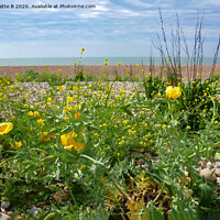 Buy canvas prints of Wild flowers on a shingle beach  by Antoinette B