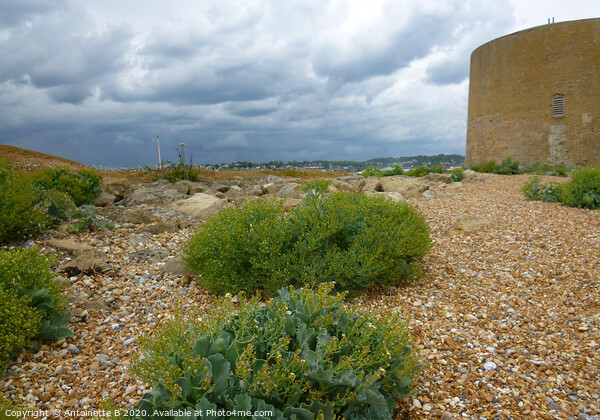 Martello Tower and Wild Sea Kale  Picture Board by Antoinette B