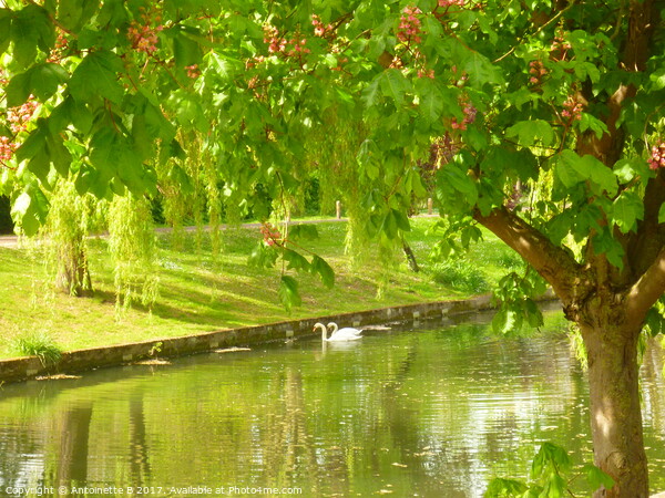 The Royal Military Canal In May  Picture Board by Antoinette B