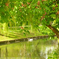 Buy canvas prints of The Royal Military Canal In May  by Antoinette B