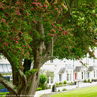 Buy canvas prints of 'The Avenue'  - Hythe  by Antoinette B