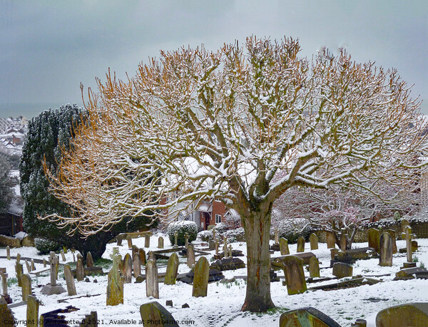 A dusting of snow in the churchyard  Picture Board by Antoinette B