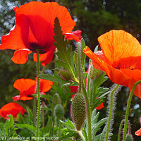 Buy canvas prints of Wild Poppies by Antoinette B