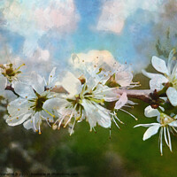 Buy canvas prints of  Hawthorn blossoms  by Antoinette B