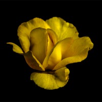 Buy canvas prints of Yellow Mellow by Tony Fishpool