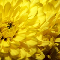 Buy canvas prints of Sunshine in a Flower by Tony Fishpool