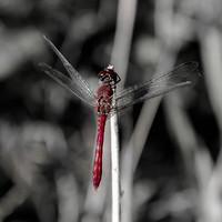 Buy canvas prints of Resting Dragonfly by Tony Fishpool