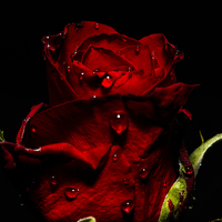 Buy canvas prints of Tears Of A Rose by Tony Fishpool
