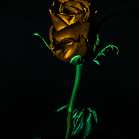 Buy canvas prints of THe Golden Rose by Tony Fishpool