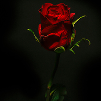 Buy canvas prints of Single Rose Of Love by Tony Fishpool