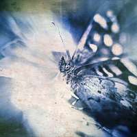 Buy canvas prints of Blue Tint Butterfly by Tony Fishpool