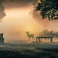 Buy canvas prints of Deers In The Mist by Tony Fishpool