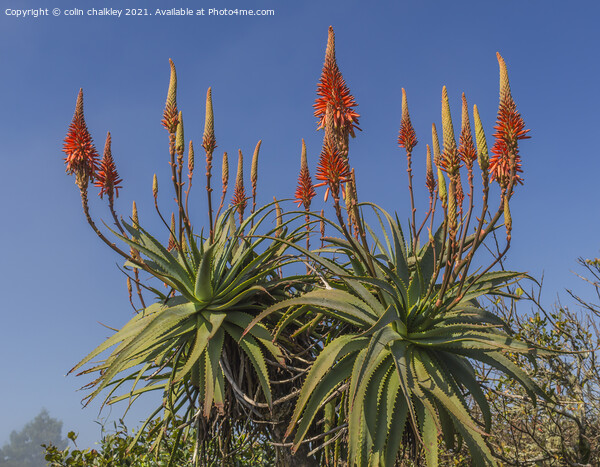 Aloe Vera in bloom Picture Board by colin chalkley