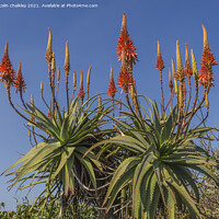 Buy canvas prints of Aloe Vera in bloom by colin chalkley