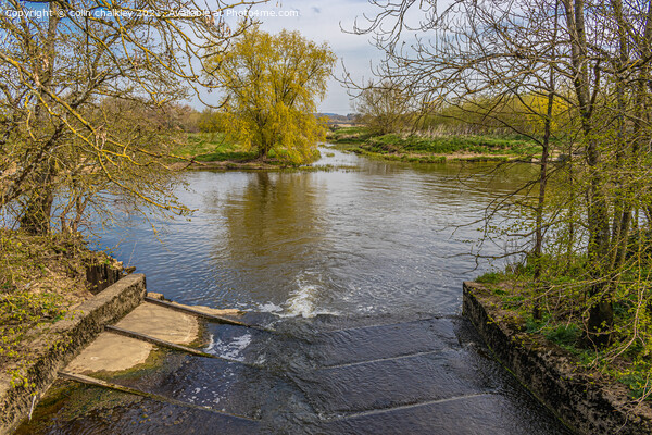 River Stour Weir at Fiddleford Mill Picture Board by colin chalkley