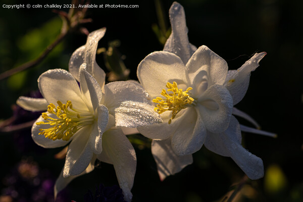 An Aquilegia flower at Dawn Picture Board by colin chalkley