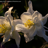 Buy canvas prints of An Aquilegia flower at Dawn by colin chalkley