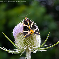 Buy canvas prints of Jersey Tiger Moth by colin chalkley