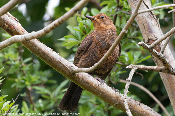 Female Blackbird in the Woods Picture Board by colin chalkley